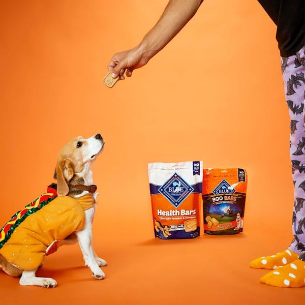 Blue Buffalo Pumpkin Dog Biscuits 16 oz